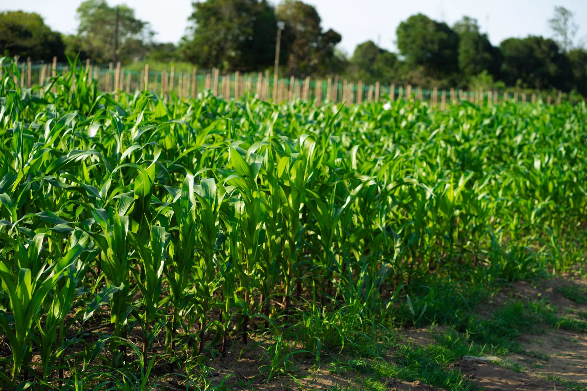 Campo de milho em crescimento na fazenda da Dhocolo