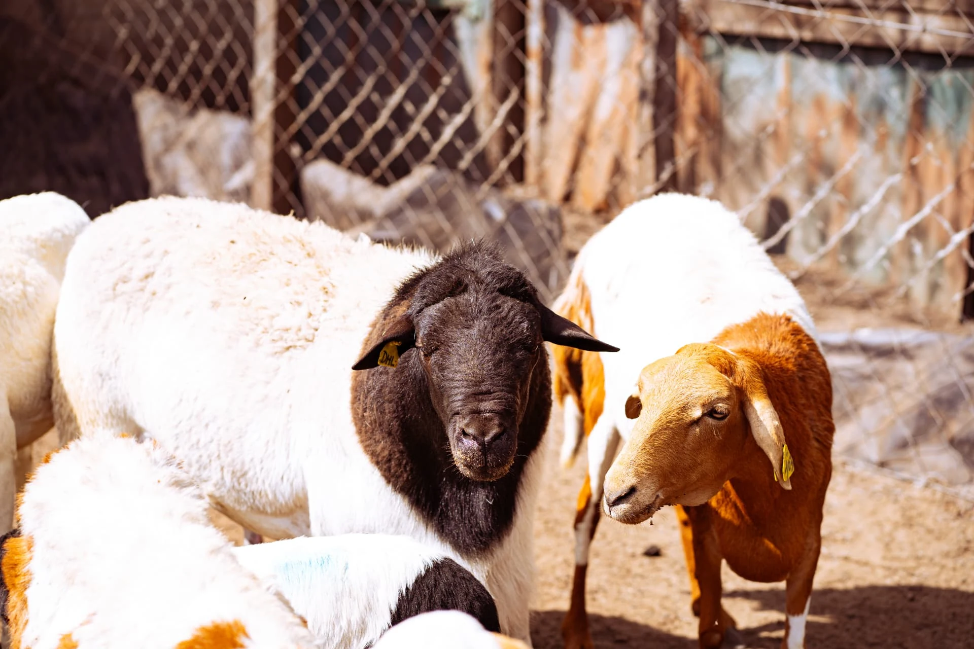 Ovelhas e cabras no curral da fazenda da Dhocolo, em Vilanculos