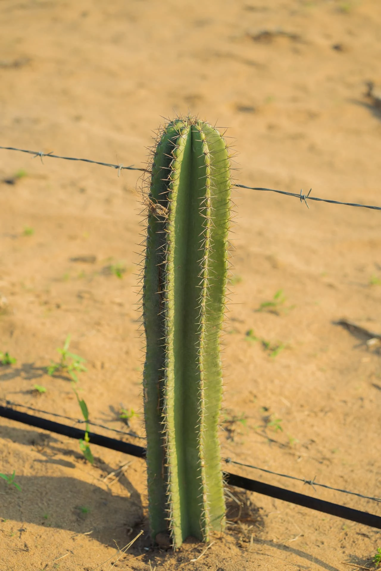 Cacto nos campos da Dhocolo