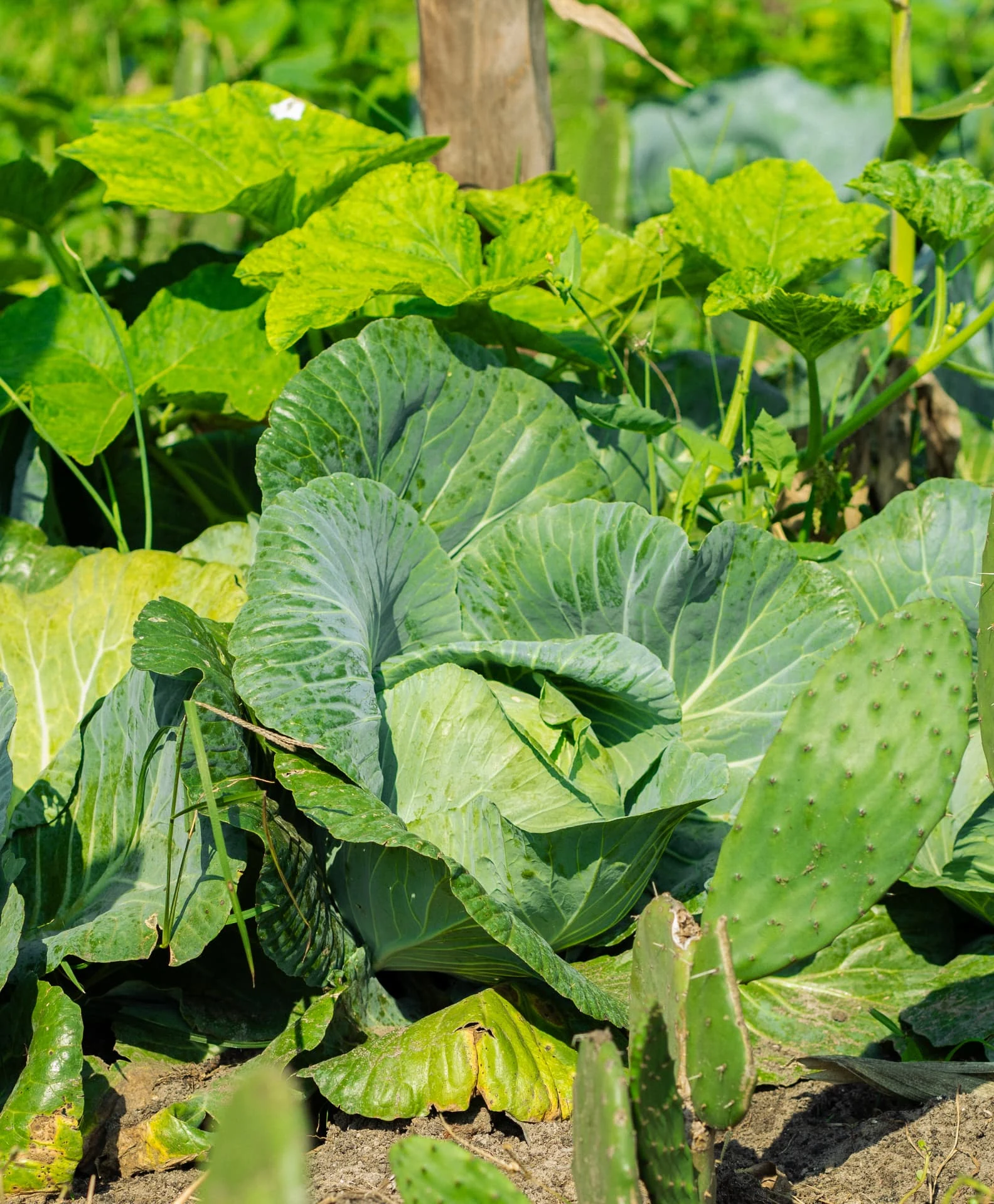Repolho e hortícolas orgânicos cultivados em Manhiça, junto aos cactos