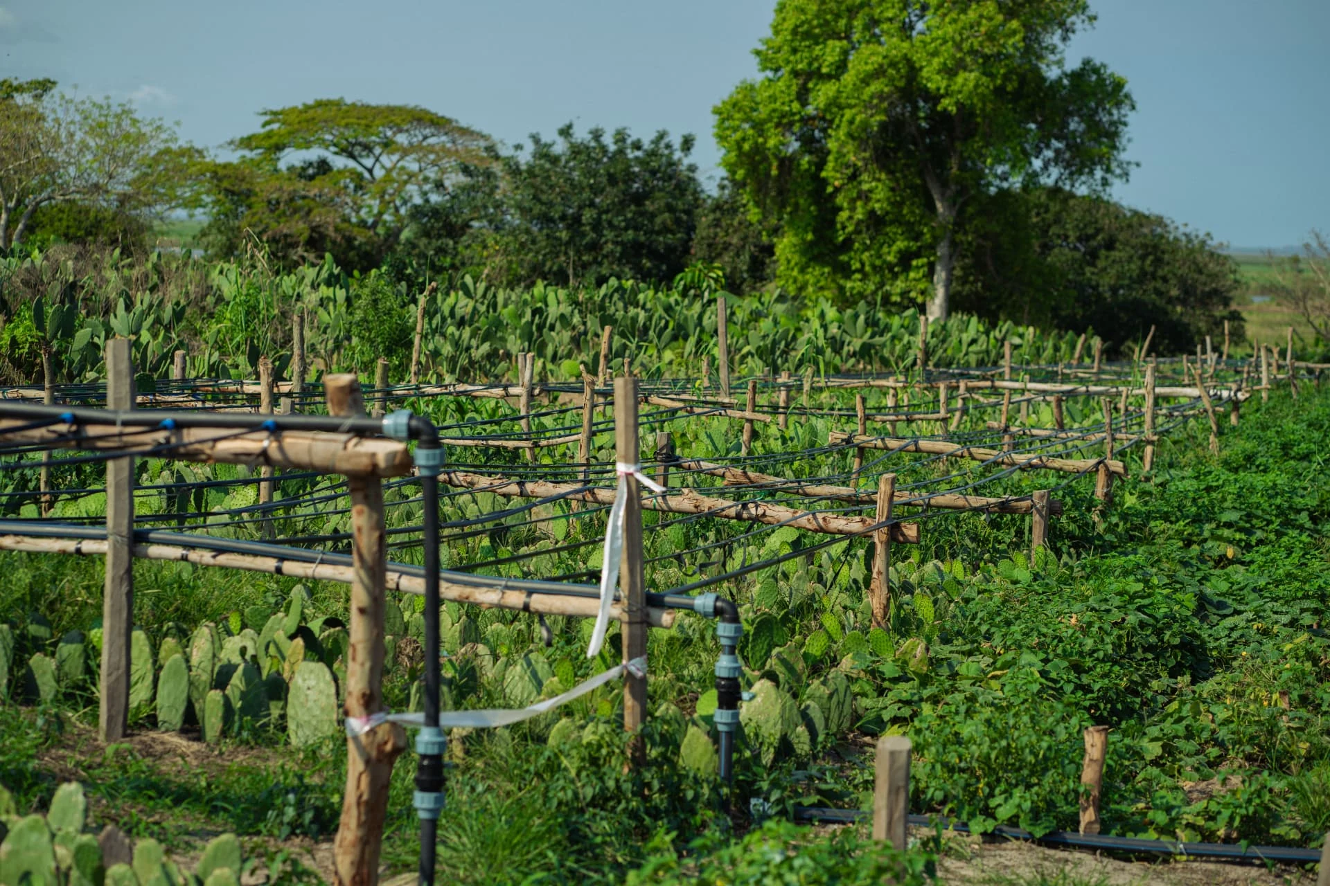Campos de cactos e hortícolas em rega gota-a-gota no Centro Agro-Industrial da Manhiça