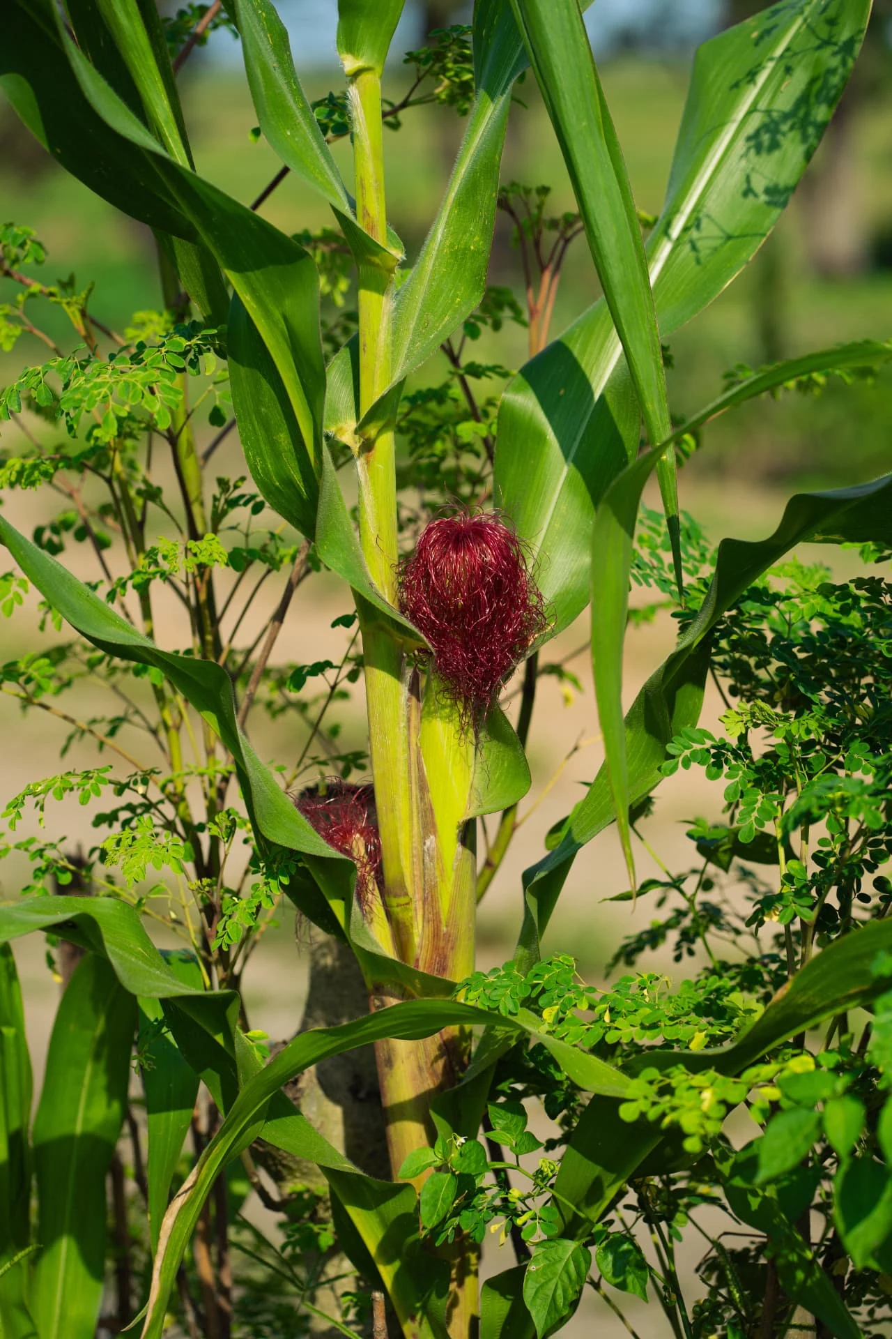 Plantação de milho nos campos da Dhocolo